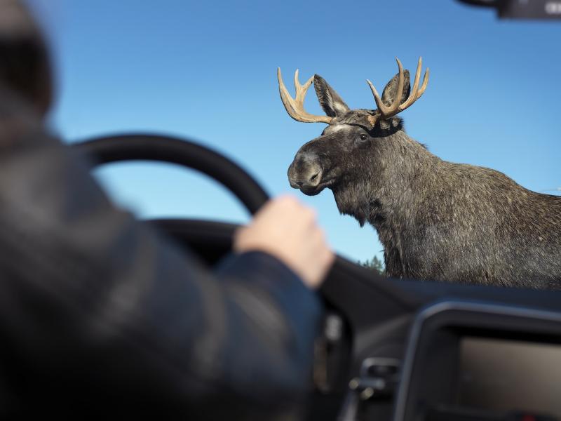 Дорога. Лось. ДТП