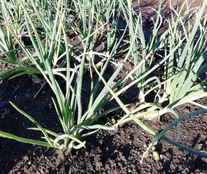 Во саду ли, в огороде