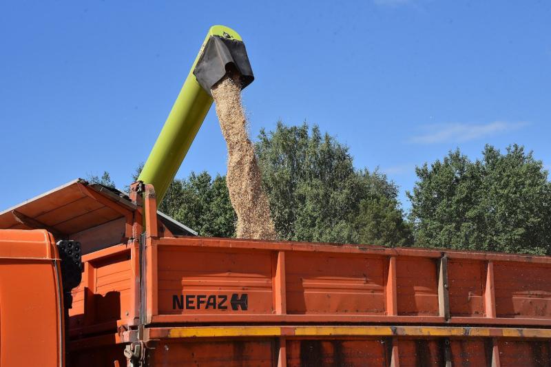 Более 47 миллионов рублей дополнительно направят производителям зерна в Свердловской области