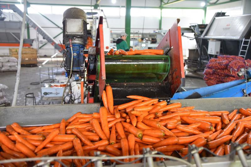 Завершена уборочная кампания в Свердловской области: уральцы полностью обеспечены овощами и картофелем