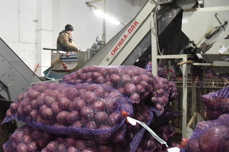 Господдержку на производство картофеля и овощей получат свердловские аграрии