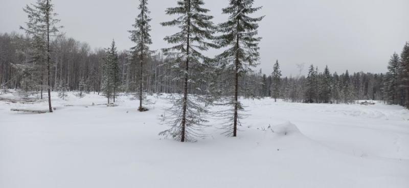 Впервые вся территория регионального лесного фонда Свердловской области обследуется с помощью космической съемки