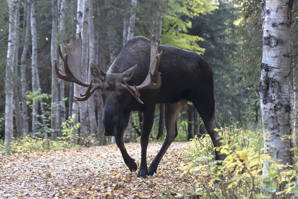 Не улыбаться и не гладить: Как вести себя при встрече с животными в лесу