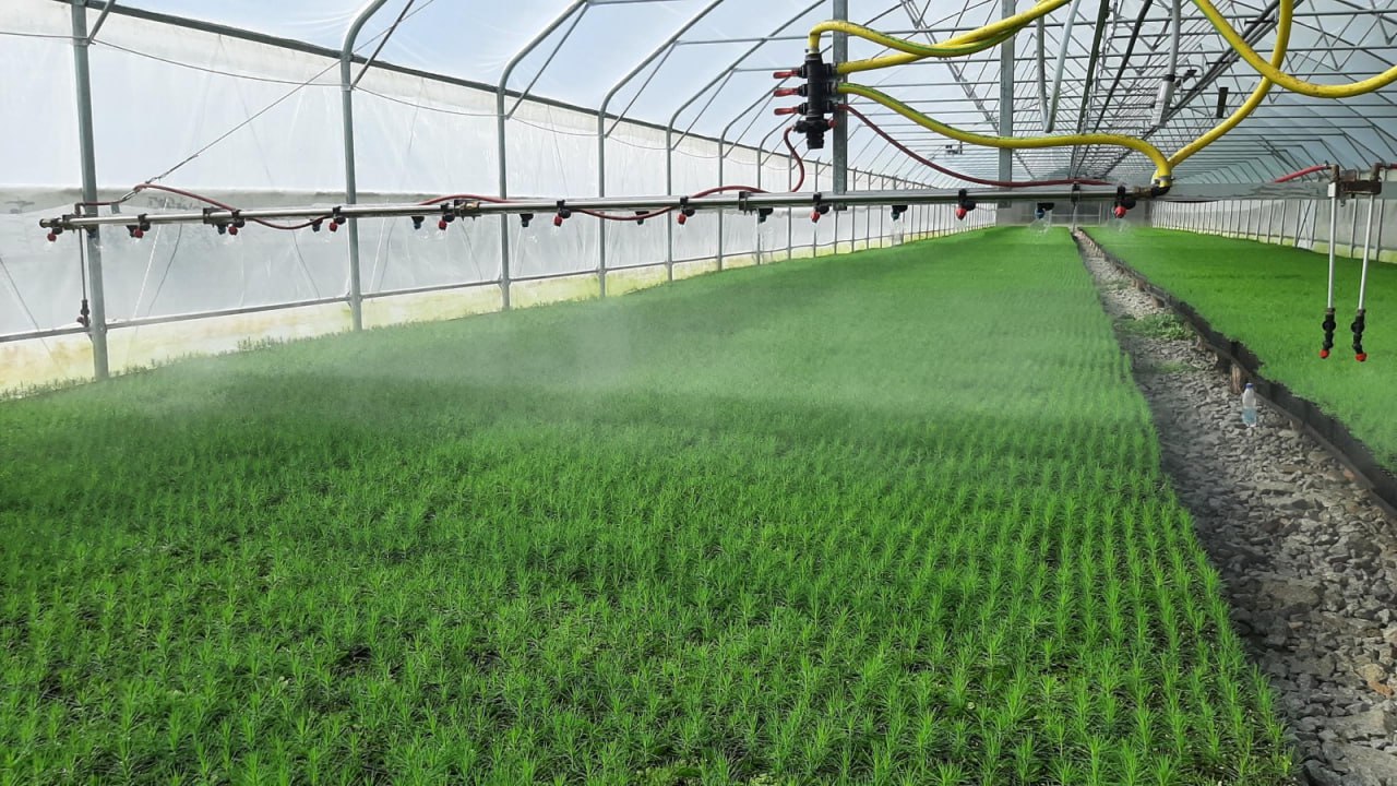 Денис Паслер: «В этом году в Свердловской области мы восстановим 32 тысячи гектаров леса»