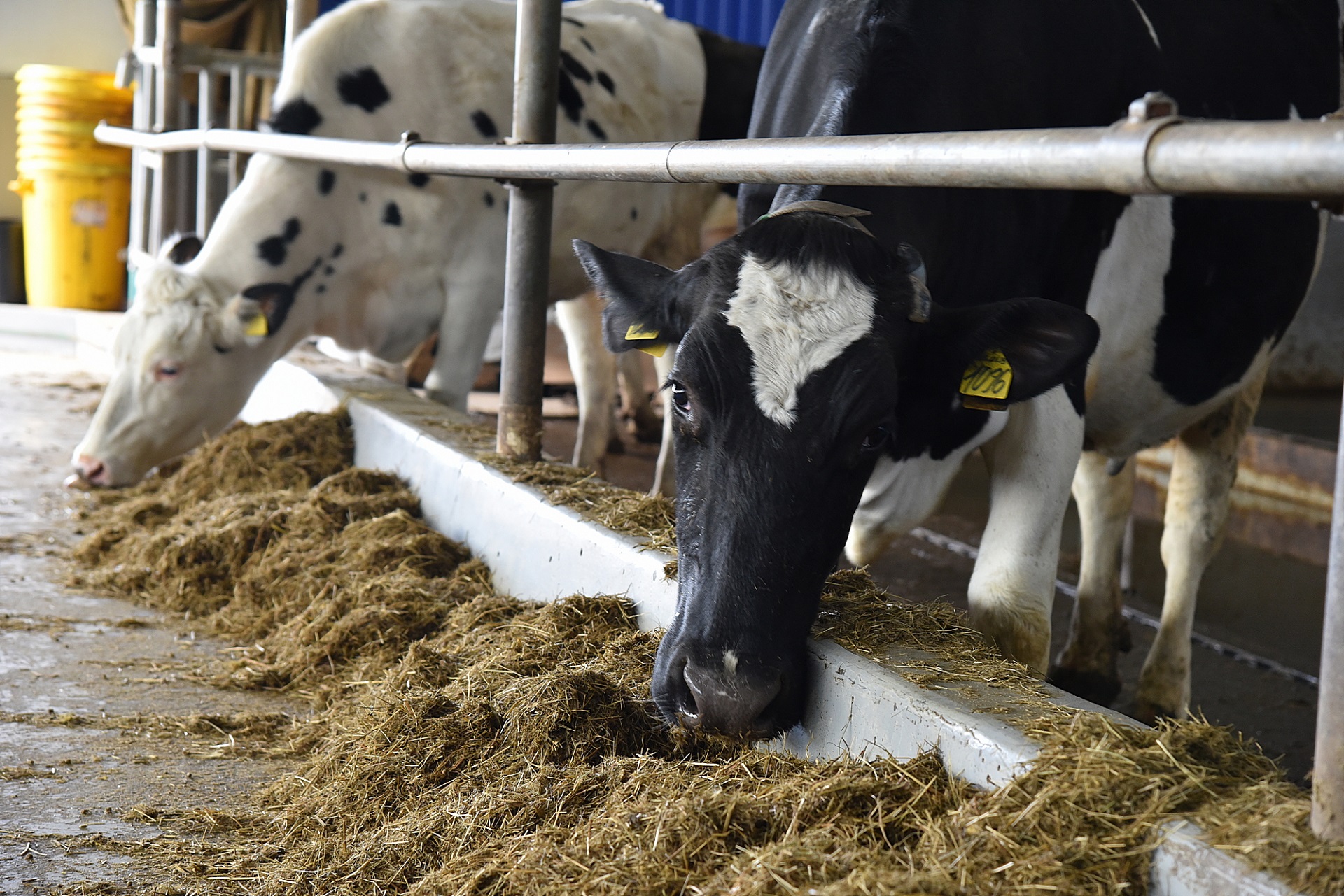Предприятия Свердловской области увеличили переработку молока более чем на 30%
