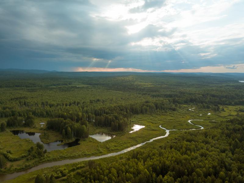 Цифровые волонтёры помогли выявить места незаконной рубки леса, анализируя космоснимки