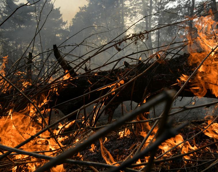 Лесные пожары, пылающий лес